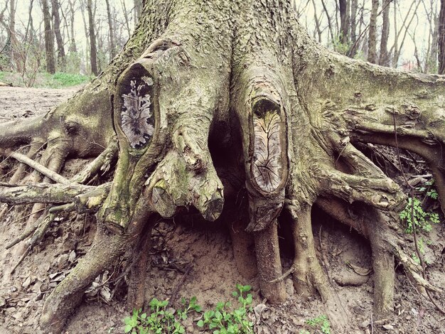 Trees in forest