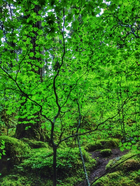 Foto alberi nella foresta