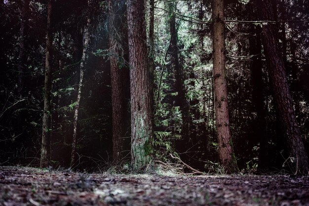 Photo trees in forest