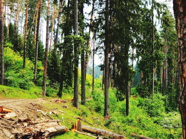 Photo trees in forest