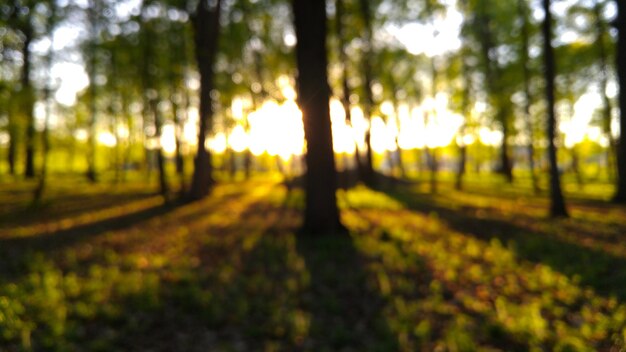 Trees in forest