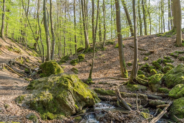 Foto alberi nella foresta