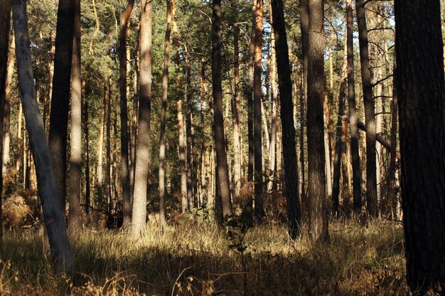 Trees in forest