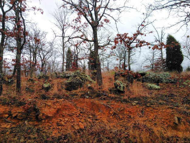 Photo trees in forest