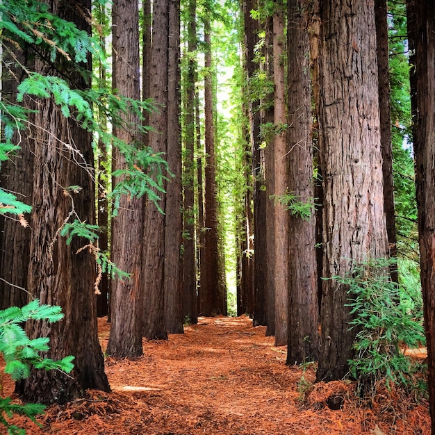 Foto alberi nella foresta