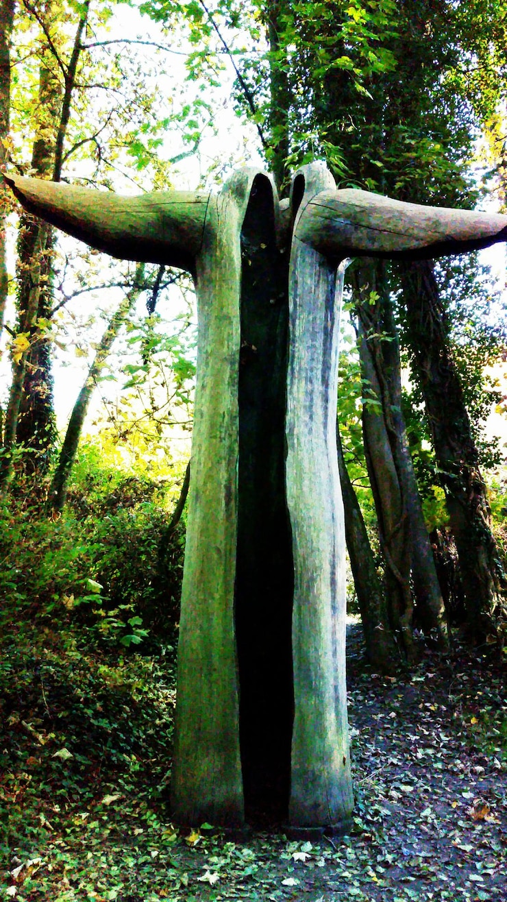 Photo trees in forest