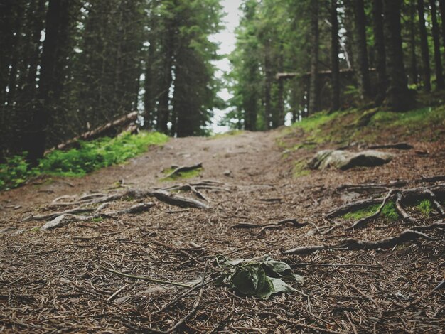 Trees in forest