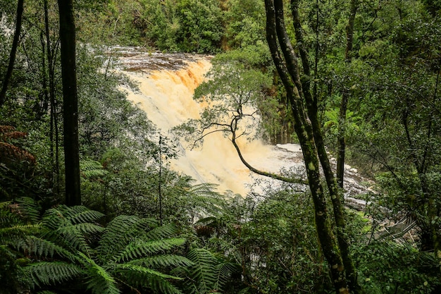 Photo trees in forest