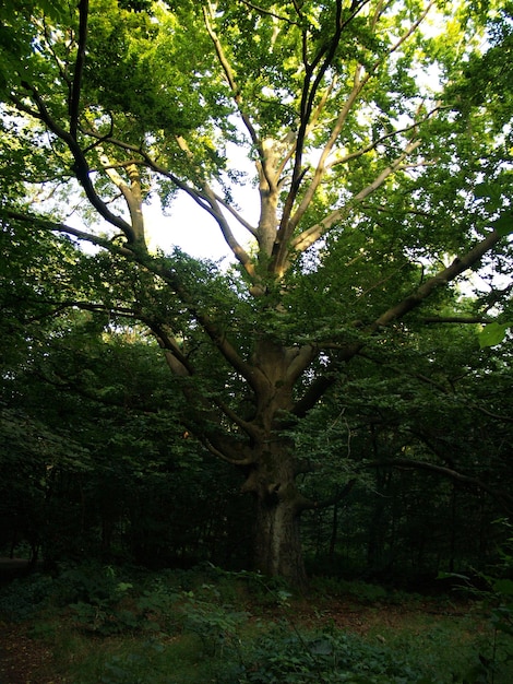 Foto alberi nella foresta