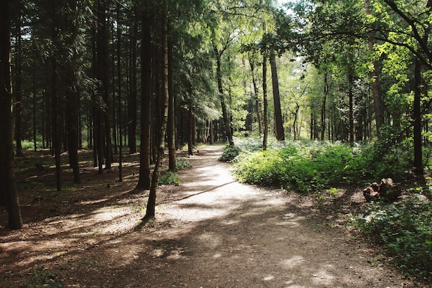 Foto alberi nella foresta