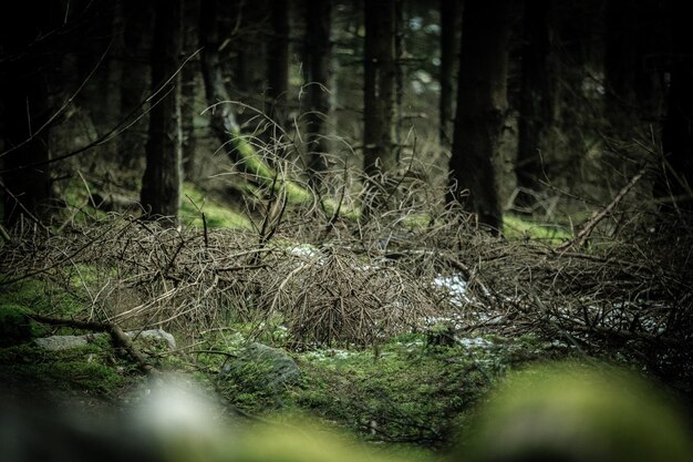 Trees in forest