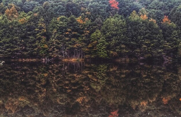 Photo trees in forest