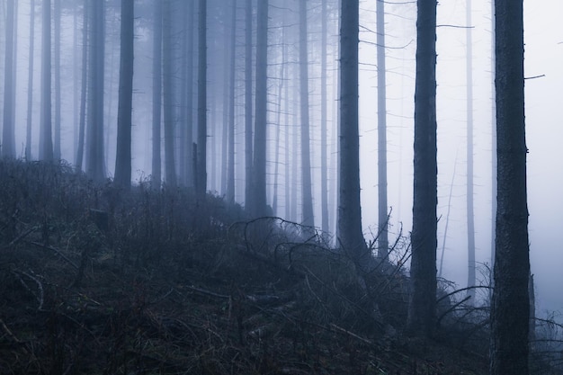 Foto alberi nella foresta