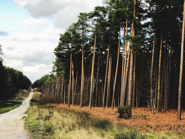 Photo trees in forest