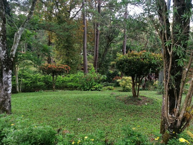 Foto alberi nella foresta