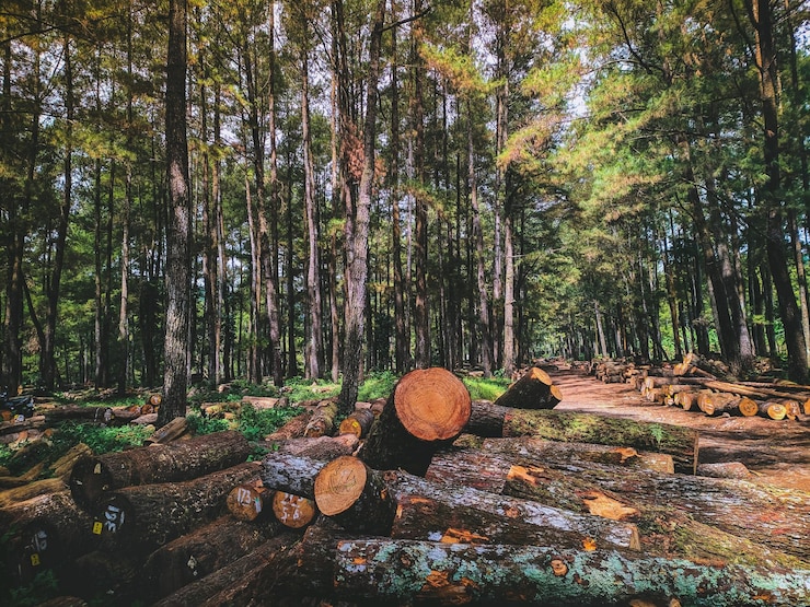 Photo 숲 속 의 나무 들