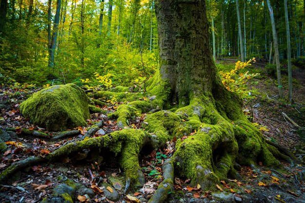 Photo trees in forest