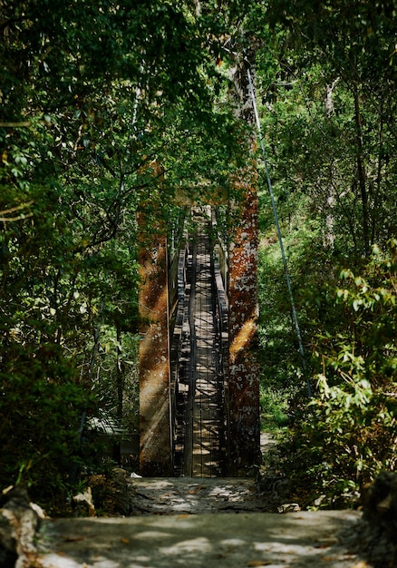 Foto alberi nella foresta