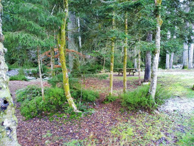 Trees in forest