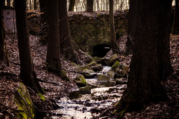 Trees in forest