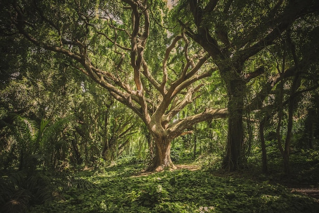 Foto alberi nella foresta