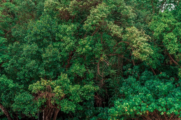 Foto alberi nella foresta