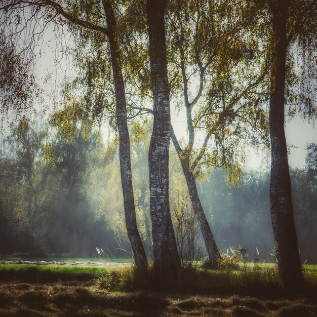 Foto alberi nella foresta