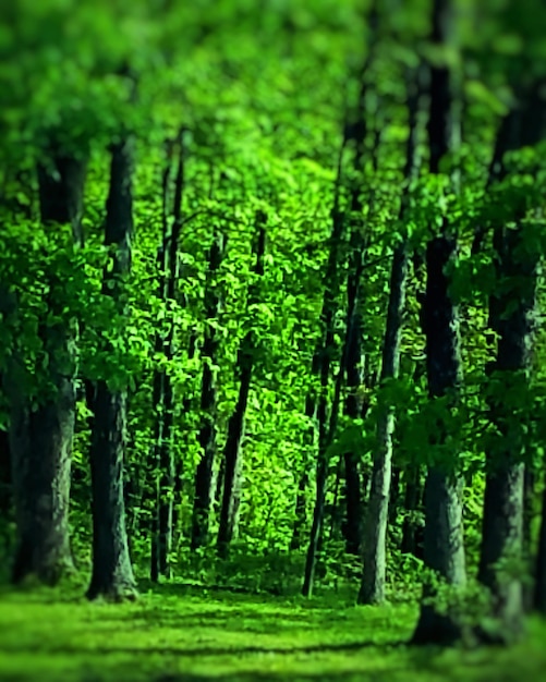 Foto alberi nella foresta