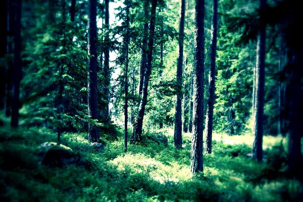 Photo trees in forest