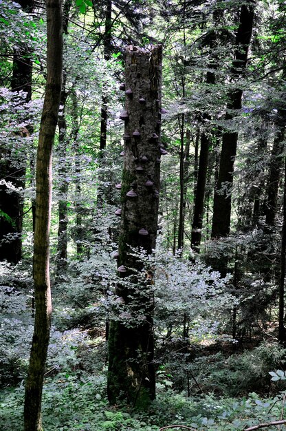 Foto alberi nella foresta