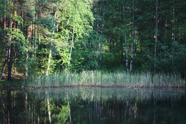 Photo trees in forest