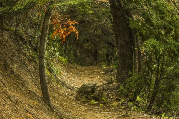 Trees in forest