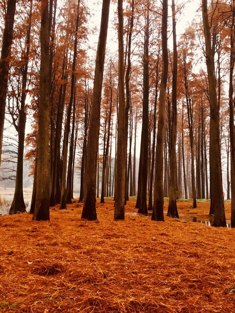 Foto alberi nella foresta