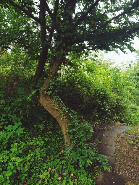 Trees in forest