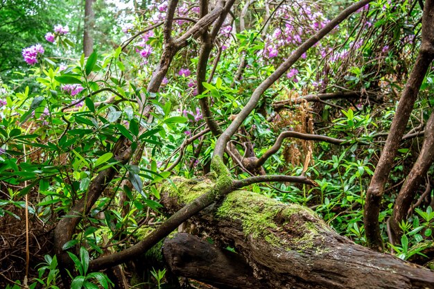 Foto alberi nella foresta