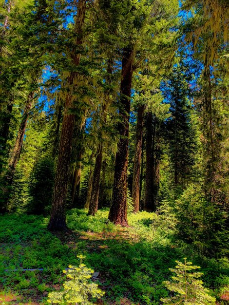 Trees in forest