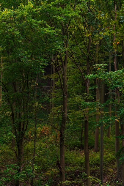 Foto alberi nella foresta