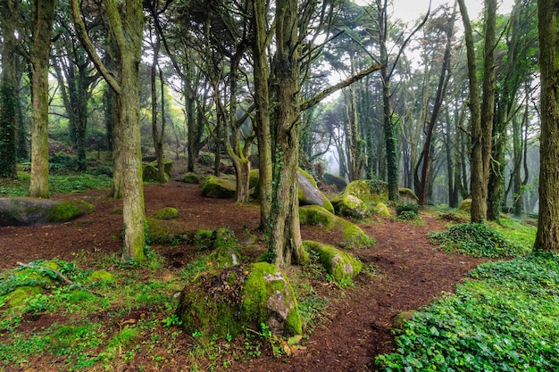 Trees in forest