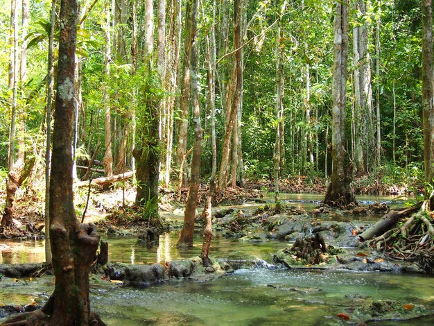 Foto alberi nella foresta