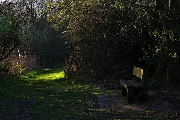 Photo trees in forest