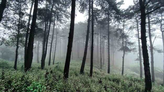 Trees in forest