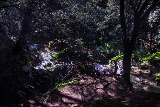 Foto alberi nella foresta