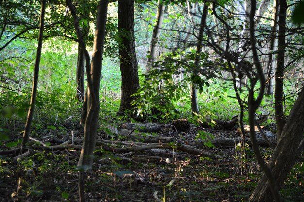 Foto alberi nella foresta