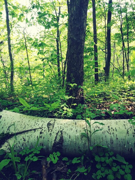 Photo trees in forest