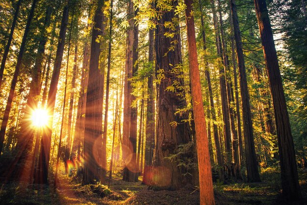 Photo trees in forest