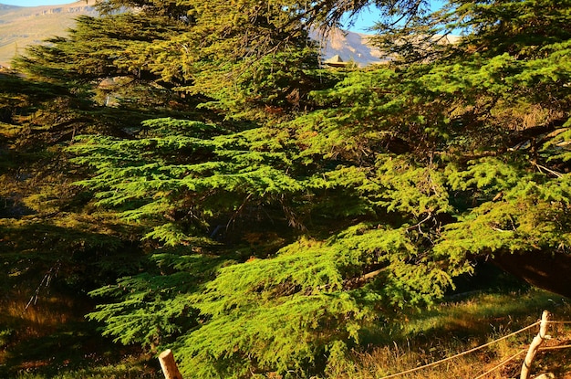 Photo trees in forest