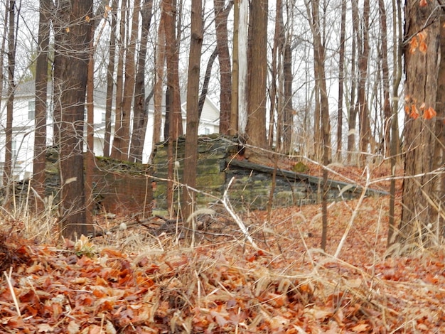 Photo trees in forest