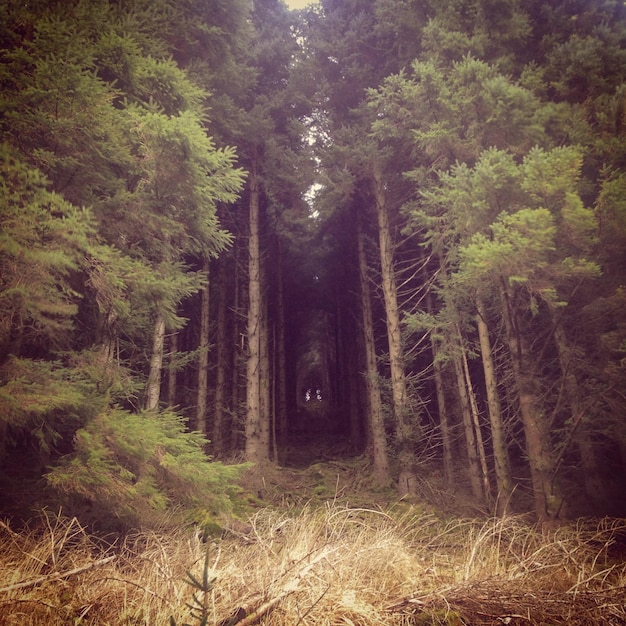 Photo trees in forest