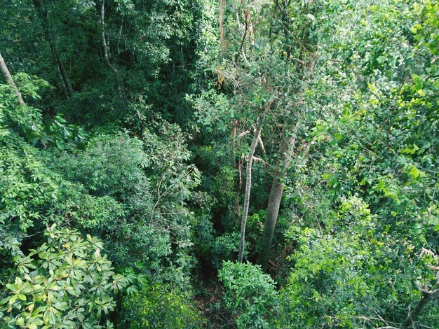 Foto alberi nella foresta