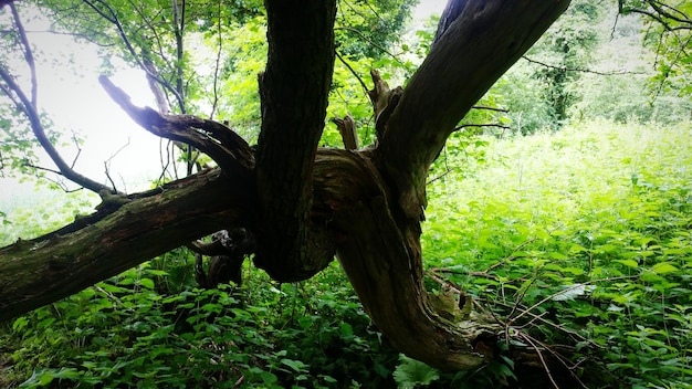 Foto alberi nella foresta